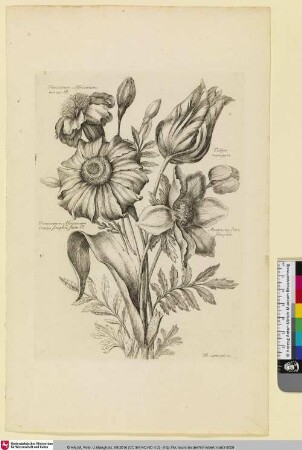 Tanacetum Africanum minus B.; Tulipa variegata; Tanacetum Africanum maius simplici flore B.; Anemone flore simplici
