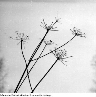 Frühling; Saupsdorf; Trebnitztal mit König und Margot; Kleiner Bärenstein