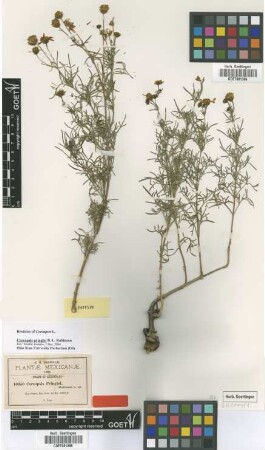 Coreopsis pringlei B.L.Rob. [isotype]