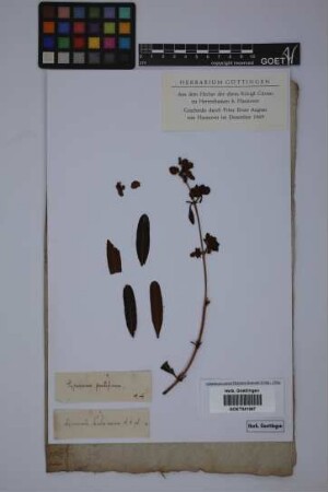 Hypericum kalmianum