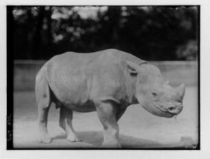 Nashorn im Zoologischer Garten Dresden