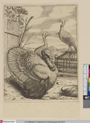 [Truthähne; Turkeys]