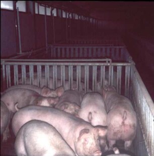 Fotografie: Mastschwein, Gruppenhaltung
