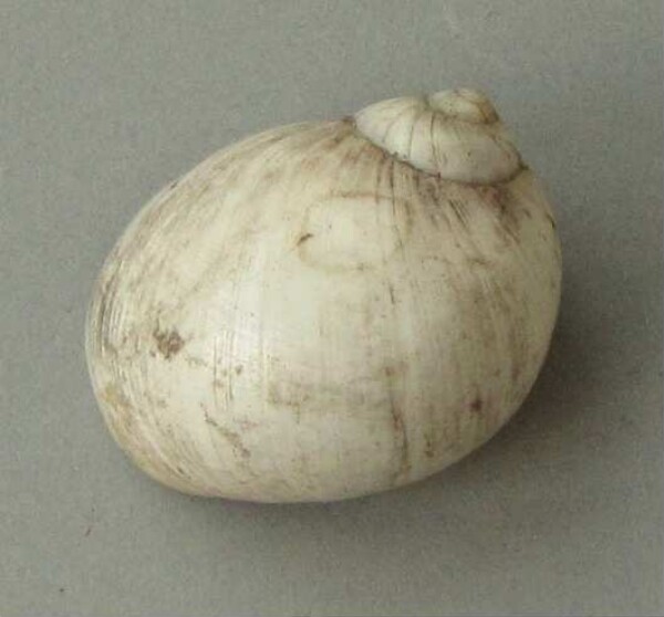 Snail shell