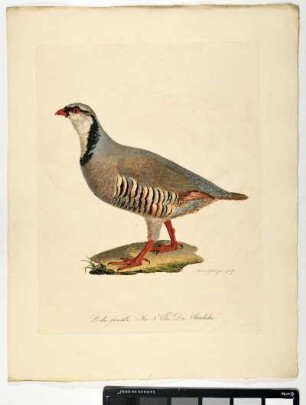 Perdix faxatilis. Mas. Nobis. Das Steinhuhn. - Steinhuhn. Alectoris graeca; mas. - Zeichner und Stecher: Ambrosius Gabler