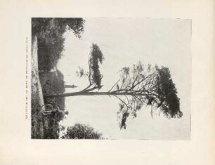 Alte Föhre am Müggelsee mit Blick aud den Müggelturm