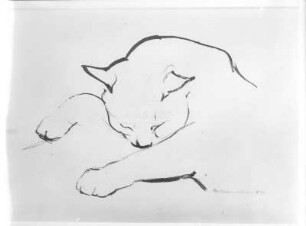 Schlafende Katze : Schlafende Katze. Kohlezeichnung (1954; E. Richter). Dresden-Striesen, Borsbergstraße 11, Atelier der Künstlerin