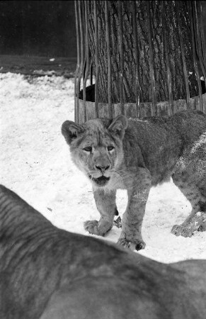 Raubtier-Zwergmutation im Karlsruher Zoo.