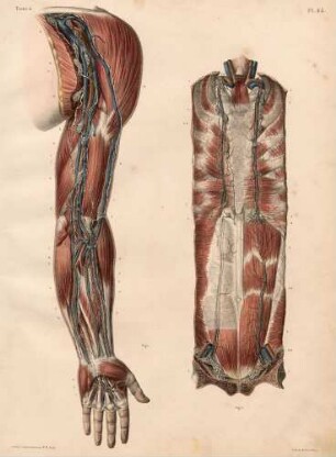 Tiefere Lymphgefäße und Lymphdrüsen am Arm und an der Vorderseite des Rumpfes