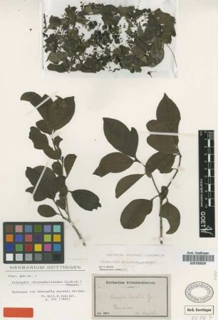 Schoepfia chrysophylloides (A.Rich.) Planch.