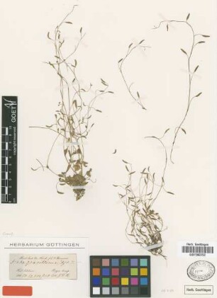 Draba gracillima Hook.f. & Thomson [type]