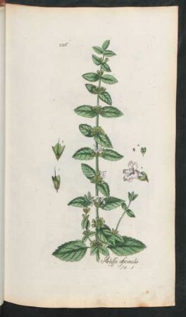 226. Melissa officinalis