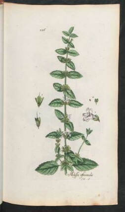 226. Melissa officinalis