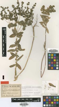 Euphorbia gaillardoti Boiss. & Blanche