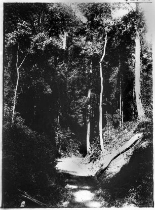 Straßenbau in Thailand : Südthailand. Straßenbau im Dschungel, 1912/1913