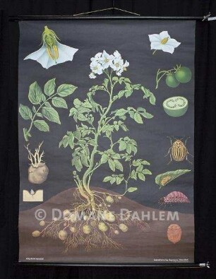 Lehrtafel: "Kartoffeln"