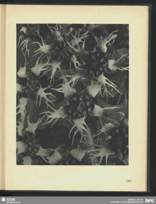 Tellima grandiflora
