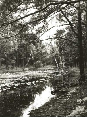 Oberlausitzer Heide. "Langer Gieser"(Jesor) südwestlich Zeißholz mit Verlandungsformation (wassergef.Hohlform im Bereich gestauchter Braunkohlenflöze)