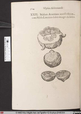 Malum Arantium monstrificum, cum Malo Limonio dulcis integro, & secto.