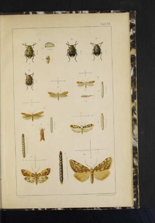 Tafel XII. Abb. 1.-10.