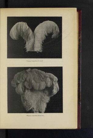 Plumes blanches de male.