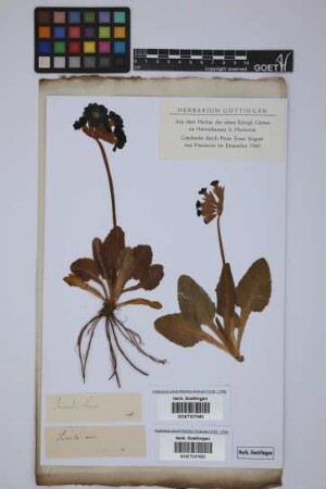 Primula veris L.