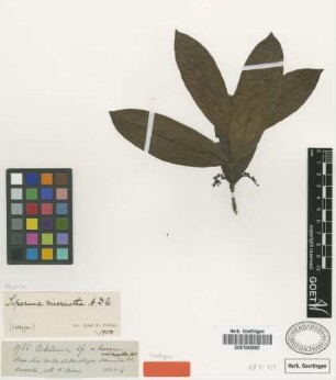 Siparuna micrantha A.DC. [isotype]