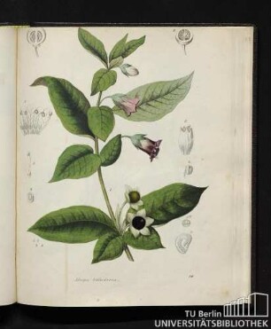Atropa belladonna.