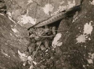 Europa. Turmfalke (Falco tinnunculus). Gewöllplatz