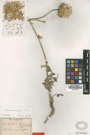 Centaurea ceccariniana Boiss. & Heldr. [type]