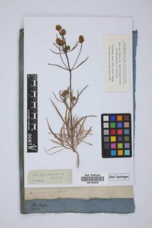 Plantago arenaria W. et K.