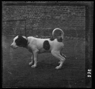 Pelves (Dep. Pas-de-Calais, Frankreich): kleiner Hund vor einer Ziegelsteinmauer