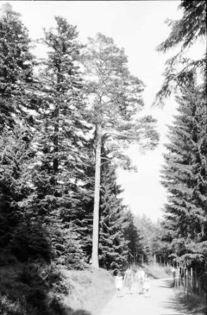Kaltenbronn: Waldweg zum Wildsee, mit Familie