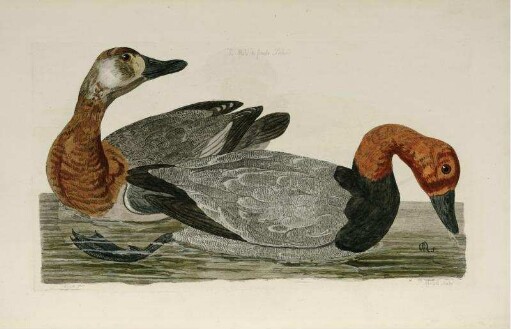 The Male & Female Pochard