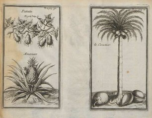 Patate. Ananas. le cocotier