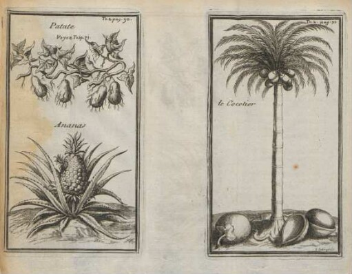 Patate. Ananas. le cocotier