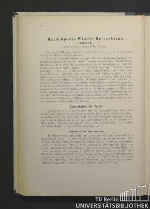 Hardenponts Winter-Butterbirne. Tafel 14.