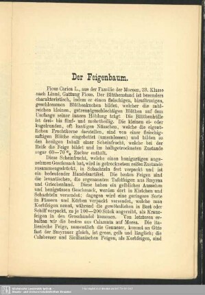 Der Feigenbaum