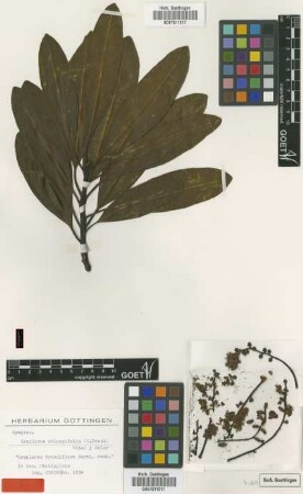 Carlea oblongifolia C.Presl [isotype]
