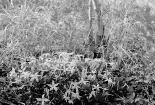 Blühende Rubiaceae : Blick auf eine blühende Pflanze