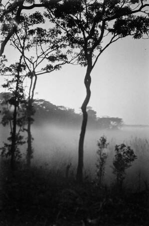 Morgennebel : Dichter Nebel am Morgen in einer Flussaue des Musonwedzi.