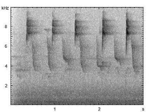 Kernbeißer | Coccothraustes coccothraustes - Alarmruf