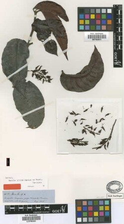Marila nitida Spruce ex Benth. [isotype]