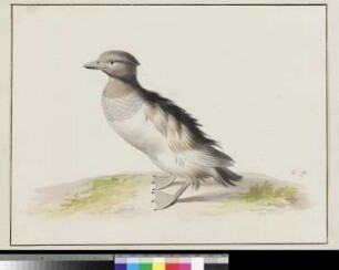 Ente (Aythya fuligula)