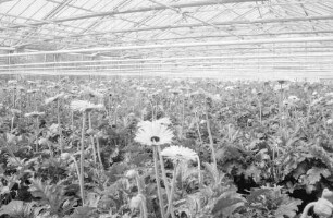 Denzlingen: Blumengärtnerei Beiermeister, Gewächshäuser mit Gerbera