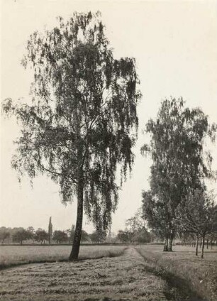 Jahnatal bei Stauchitz. Birkengruppe (Betula) dicht oberhalb der "Alten Post"