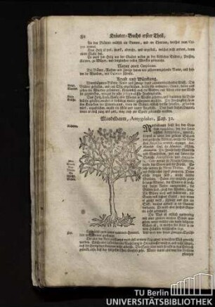 Cap. 32. Mandelbaum, Amygdalus.