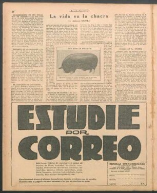 Alimentación de potrillos