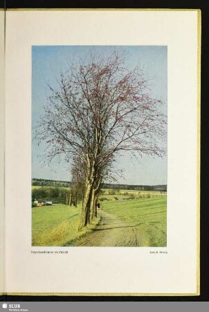 Vogelbeerbäume im Herbst