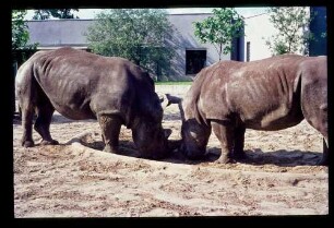 Zoo Nashörner 3.6.67.